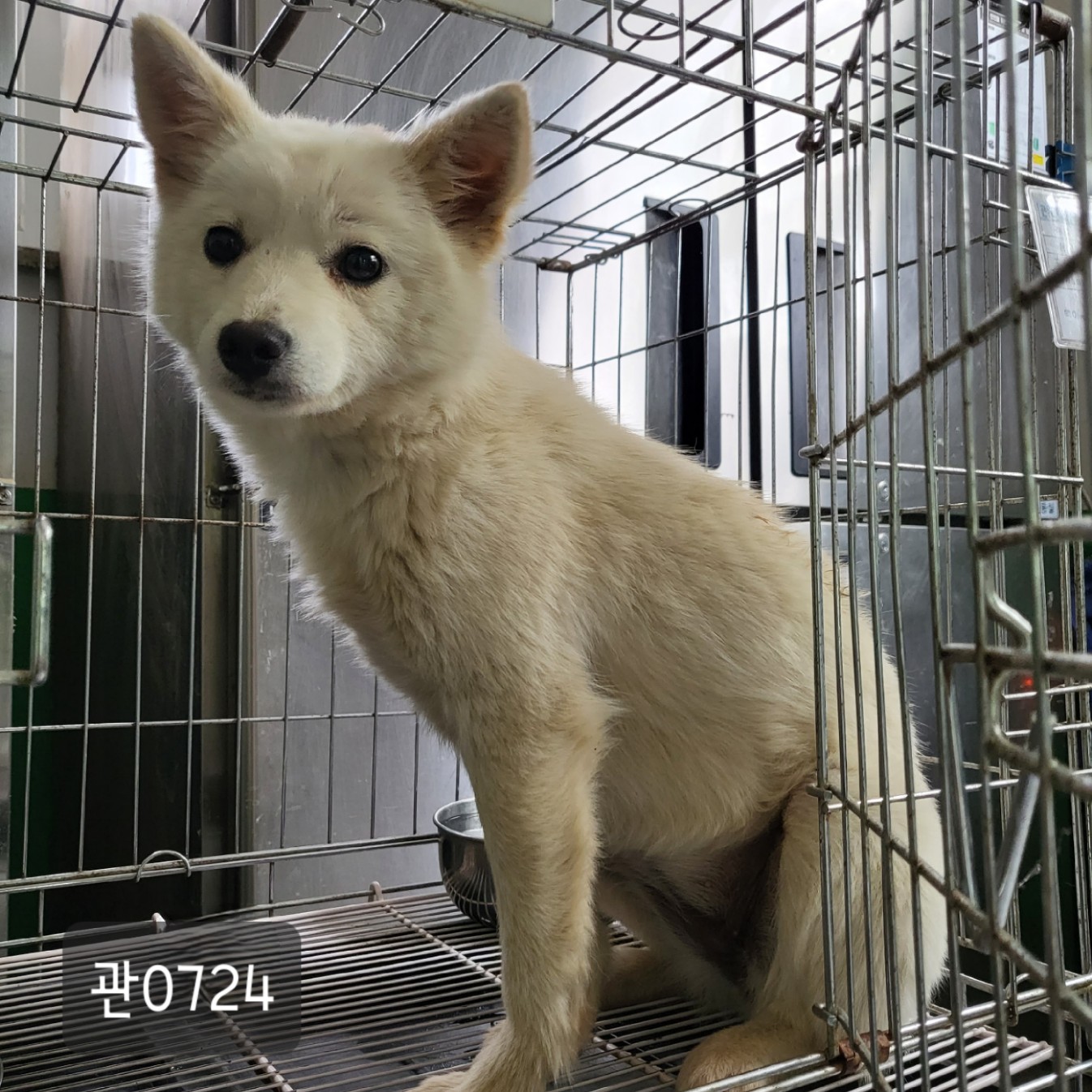 고양시동물보호센터_441394202300724